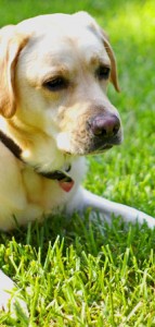 pet funeral for your beloved dog nelson new zealand