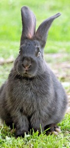 Funeral for your pet rabbit